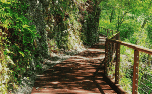 清明連假踏青享受芬多精！13處國家森林遊樂區  12歲以下免費玩