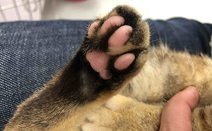 小貓四腳掌燙傷面目全非  新北動保處妙手重予粉嫩肉墊