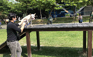 新北寵物數量冠全台  歡慶第19座寵物專屬空間啟用