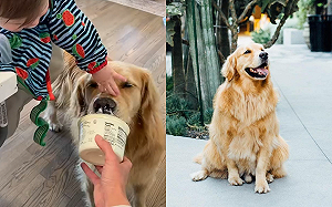 (影)黃金獵犬吃優格！寶寶在旁「露一手」幫忙　網：合作無間！