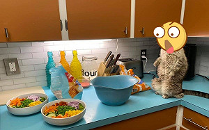 貓咪站在廚櫃上看整碗「蔬菜」　一臉鄙視：要讓朕吃草？