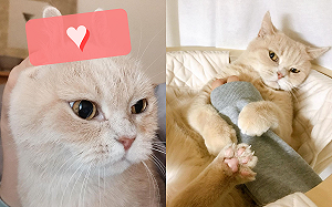 零道具「一秒變兔子」　貓咪面露不屑看旁邊：人類真無聊！