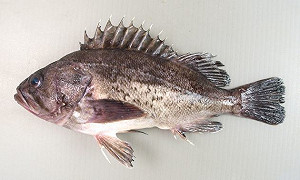 驚！福島捕到放射物超標魚 上市解禁14月破功