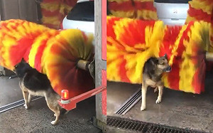 (影)狗狗跑進機械洗車「自助洗澡」　網笑：一看就是蹭澡慣犯！