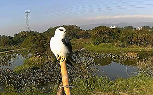 保育類老鷹駐足！新北大漢溪4座棲架成猛禽最佳賞鳥點
