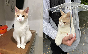 下雨也要放風！貓咪撐「迷你傘」給奴才抱　網笑：太萌了！