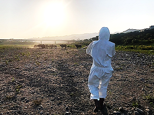 出動空拍機深入山區  新北完成全市2053頭牛結節疹疫苗施打