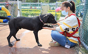 立院三讀動保法修正案 「不作為」也算虐待