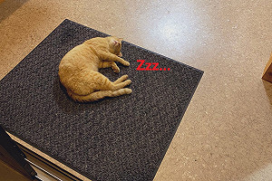 泡湯兼撸貓？溫泉入口遇橘貓爆睡　老闆笑：牠是浪浪！