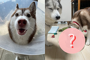 (影)二哈「戴羞恥圈」竟發現新功能　網爆笑：不只防舔還防賊！