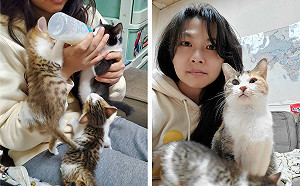 新北動物之家奶貓手  助喵星人成長找到溫暖的家