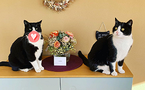 賓士貓「口罩戴一半」眼神好煞氣　網笑：防疫期間不合格！