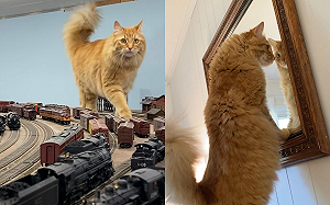 (影)橘貓「氣勢磅礡」逼近鐵道模型　網樂：進擊的巨貓！