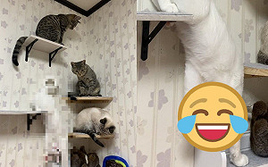 為眾貓拍照牠卻出現「謎樣動作」　奴才驚：什麼狀況？