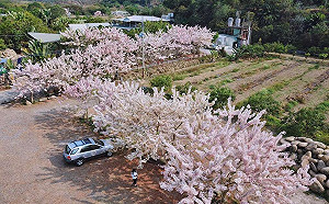 粉紅花旗木大爆發！到台南龜丹溫泉賞花泡湯超療癒