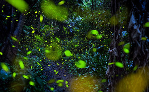 62處火金姑出沒地任你選！新北賞螢地圖正式上線