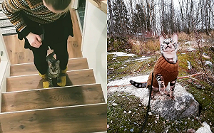 (影)貓與奴才「腳踏腳」上樓梯　網讚：無與倫比的默契！