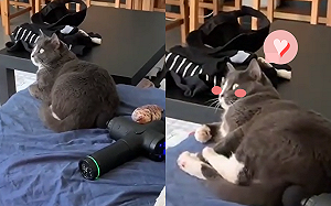 (影)筋膜槍運作中　貓咪滿臉幸福還自己「挪屁屁」！