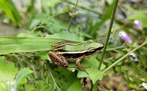 新北攜手台大「拯救世界瀕危青蛙日」野放雷公蛙現生機