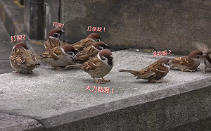 (影)兩麻雀打架跌落平台　其它「排排站」看好戲：大力一點！