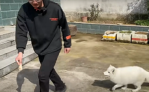 (影)用魚竿釣狐狸！主人拿出「渾身解數」幫減肥　網：賭人先瘦！