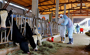 世界瘧疾日 新北動保處加強撲滅病媒蚊防動物傳染病