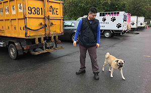 新北資深機關犬長櫻桃眼   動保處機警偕台大動物醫院妙手助復原