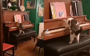 (影)房間無人卻出現琴聲　她走近一看竟是貓咪在彈鋼琴！
