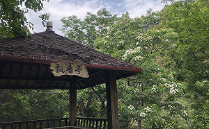 桐花紛飛盛開中！八仙山4月雪飄落成白色花毯