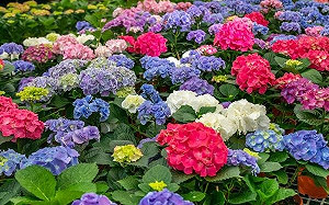 桃園首屆繡球花季5/8絢麗登場！繽紛花卉 3.5米心型裝置藝術狙擊少女心