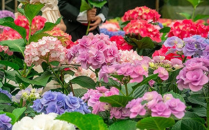 本土疫情不斷升溫！桃園2大熱門活動宣布停辦