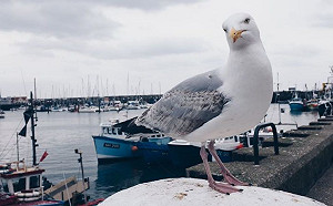 海鷗騎同伴身上！「9秒影片」曝光　百萬網狂刷：太魔性