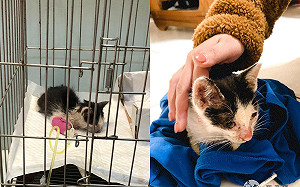 虛弱小貓倒在家門　她沒養過貓救起暖喊：活下來就養！