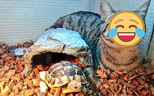 奴才找無貓皇急到哭　下秒見牠「窩這裡」：找我有事？