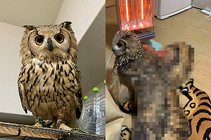 (影)貓頭鷹見電暖爐「澎開全身」霸氣十足　網笑：時尚伸展台？