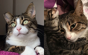 (影)原想中途「浪貓媽媽」　卻被欽點當家人：我只喜歡妳欸！