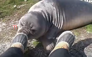 (影)海豹「皺鼻」認真聞人腳！隨後360度旋轉滾下坡：回味無窮