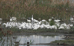 候鳥天堂！高雄茄萣濕地去年高達847隻次黑面琵鷺到訪