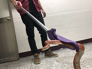 新北護民安每天捕蜂捉蛇33件   龜殼花虎頭蜂分居榜首