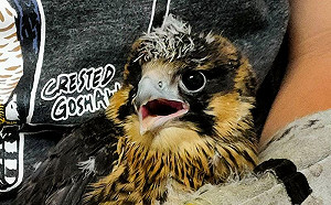 酋長岩遊隼幼鷹從40公尺高落巢　動保處獸醫檢傷後無礙