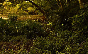 搭車就到超方便！台北4大夢幻賞螢秘境大公開