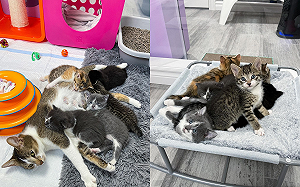 (影)不忍懷孕貓咪「被放養」街邊求食　善心鄰居插手幫助牠！