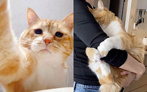 (影)橘貓埋胸「緊抱手手」撒嬌無極限　萌翻網友：別人家的貓！