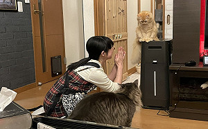 誤把貓皇關廁所牠獲救後「眉頭深鎖」 媽合掌:拜託別生氣!