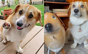 (影)主人花心蘿蔔帶「其他狗」回家　柯基奮力踢倒：你想怎樣？