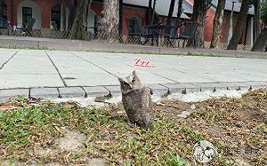 (影)小貓頭鷹飛翔中自摔　跌倒後原地「度辜」笑翻網！