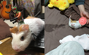 天竺鼠忍不住竟「尿撒床鋪」　主人無奈：衛生紙都來不及拿！