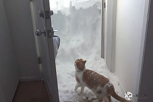(影)家門出現半層樓高積雪 橘白貓雙手開道:偶要出去玩!