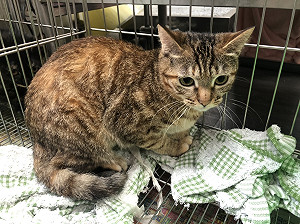 「半邊貓」搶救兩個月獲重生 新北動保處為喵公主找到新家