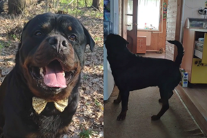 (影)貼心狗「遞肉送水」全都會 網羨:我也要隻狗管家!